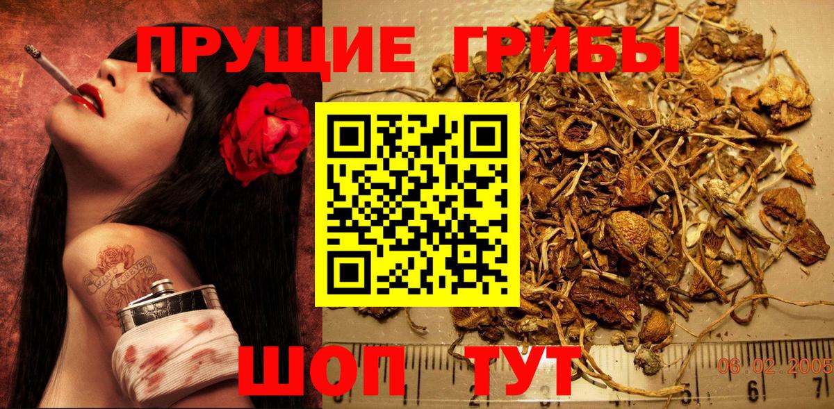 Псилоцибиновые грибы Psilocybine cubensis Десногорск